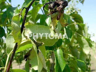 Síntomas en peral producidos por distintos agentes patógenos: Síntomas producidos por Erwinia amylovora